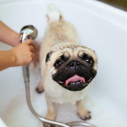 Ghazala Pet hotel experience in real homes! 1