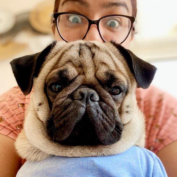 Ghazala Pet hotel experience in real homes! 2