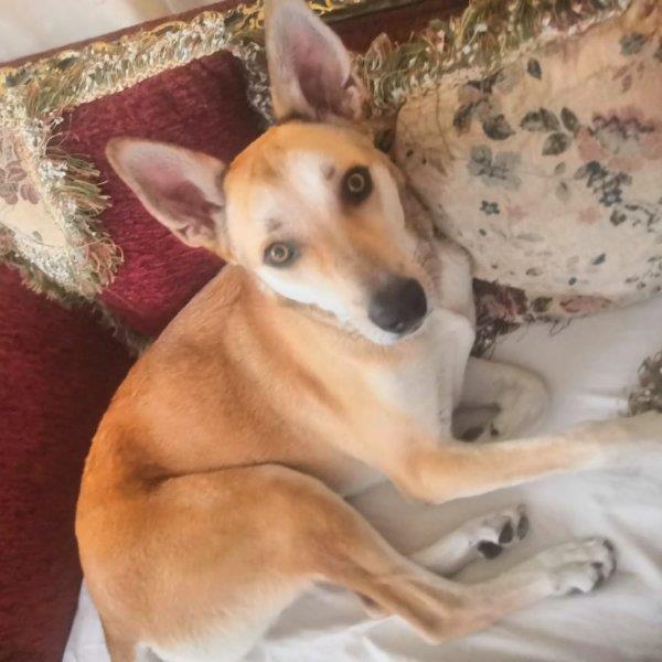 Mariam Pet hotel experience in real homes! 1