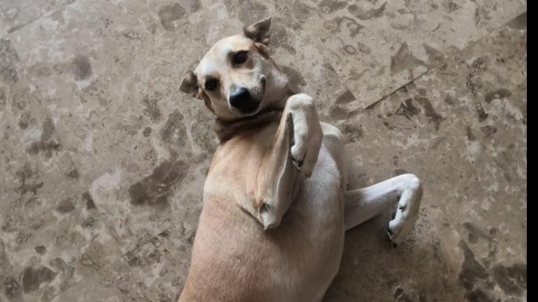Mariam Dog boarding, Pet Boarding, Dog Walking and Pet Sitting.