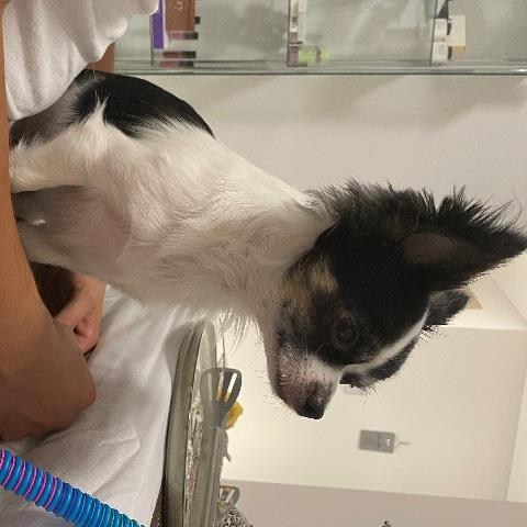 Amina Pet hotel experience in real homes! 1