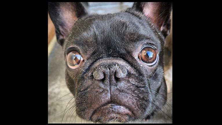 Amina Dog boarding, Pet Boarding, Dog Walking and Pet Sitting.