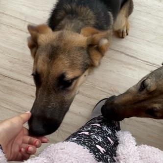 Amina Pet hotel experience in real homes! 4
