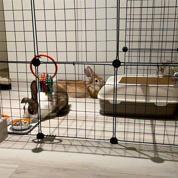 Grace Pet hotel experience in real homes! 1
