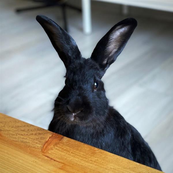 Grace Pet hotel experience in real homes! 2