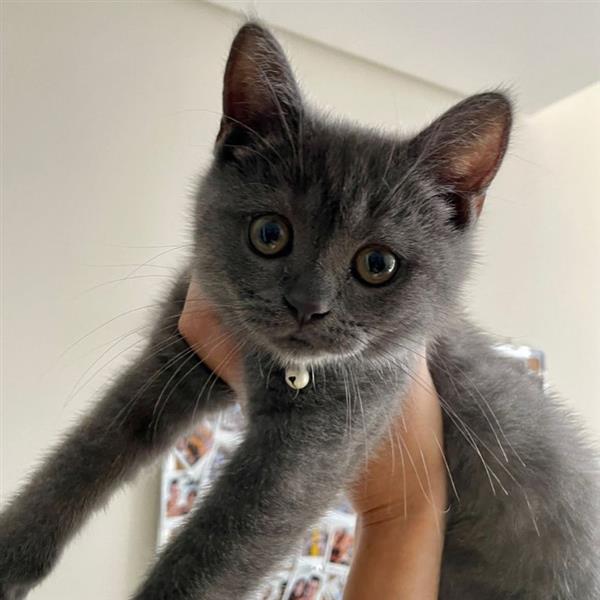 Grace Pet hotel experience in real homes! 3
