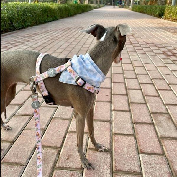 Grace Pet hotel experience in real homes! 11