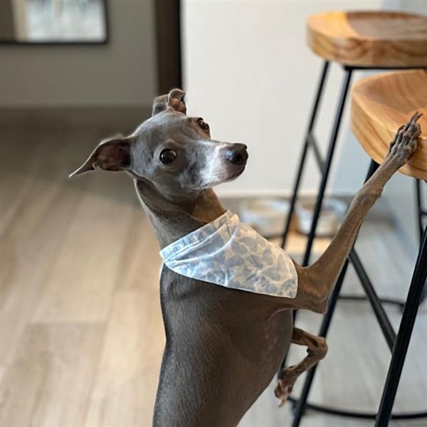 Grace Pet hotel experience in real homes! 12