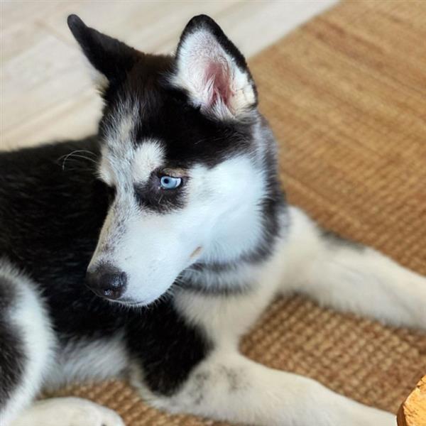 Grace Pet hotel experience in real homes! 14
