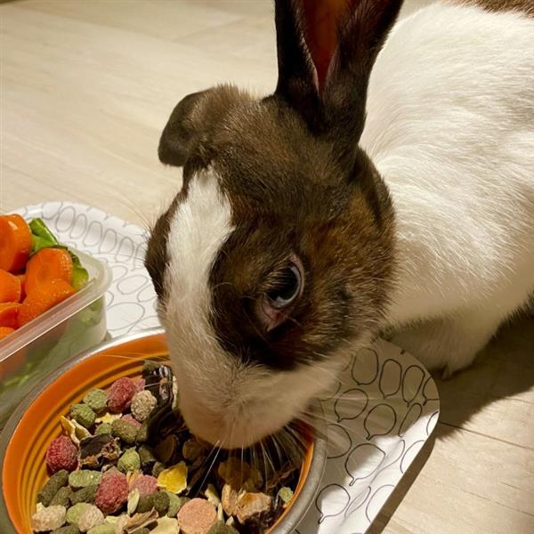 Grace Pet hotel experience in real homes! 16