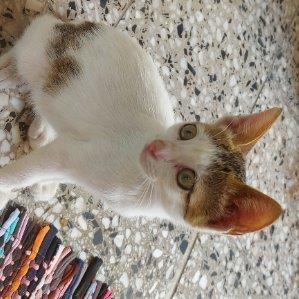 Nadiya Pet hotel experience in real homes! 2