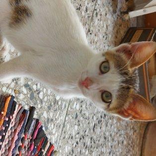 Nadiya Pet hotel experience in real homes! 3