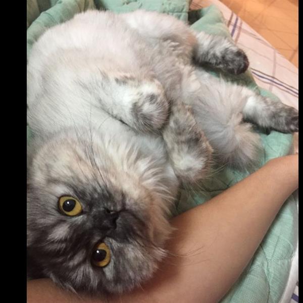 raneem Pet hotel experience in real homes! 2
