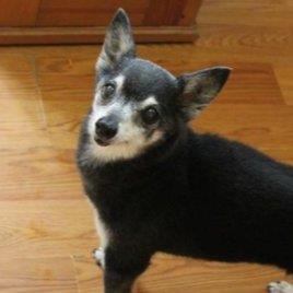 Patricia Pet hotel experience in real homes! 3