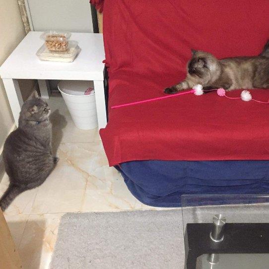 M Pet hotel experience in real homes! 1