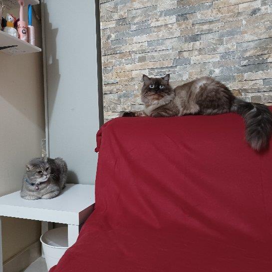 M Pet hotel experience in real homes! 2