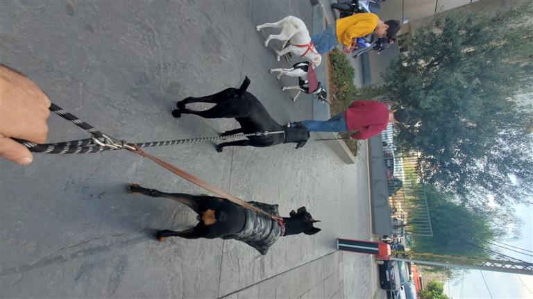 Georgio Dog boarding, Pet Boarding, Dog Walking and Pet Sitting.