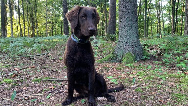 klaudia  Dog boarding, Pet Boarding, Dog Walking and Pet Sitting.
