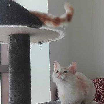 Ganna Pet hotel experience in real homes! 1
