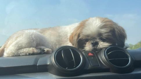 Augustine Dog boarding, Pet Boarding, Dog Walking and Pet Sitting.