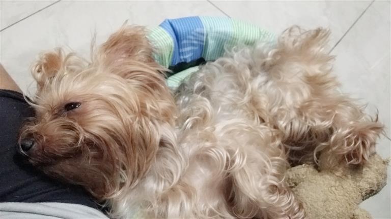 Loui Dog boarding, Pet Boarding, Dog Walking and Pet Sitting.