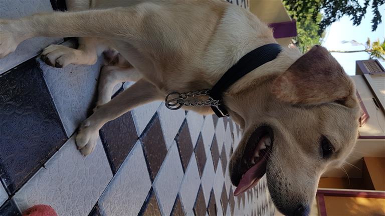 Stefin Dog boarding, Pet Boarding, Dog Walking and Pet Sitting.