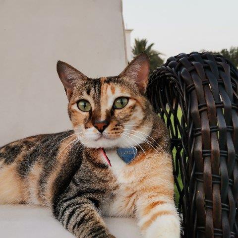 Saradha Pet hotel experience in real homes! 2