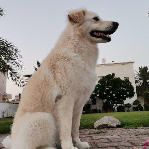 Saradha Pet hotel experience in real homes! 3
