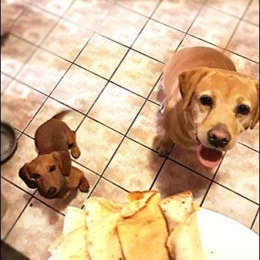 Masa Pet hotel experience in real homes! 1