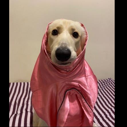 Masa Pet hotel experience in real homes! 2