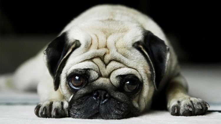 Farzana  Dog boarding, Pet Boarding, Dog Walking and Pet Sitting.