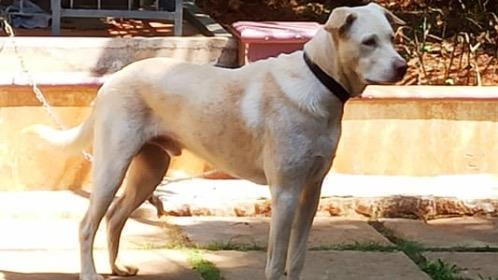 Reshma Dog boarding, Pet Boarding, Dog Walking and Pet Sitting.