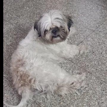 Hemanshi Pet hotel experience in real homes! 3