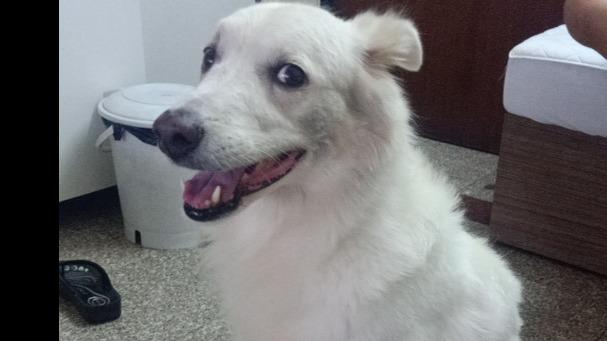 Hemanshi Dog boarding, Pet Boarding, Dog Walking and Pet Sitting.