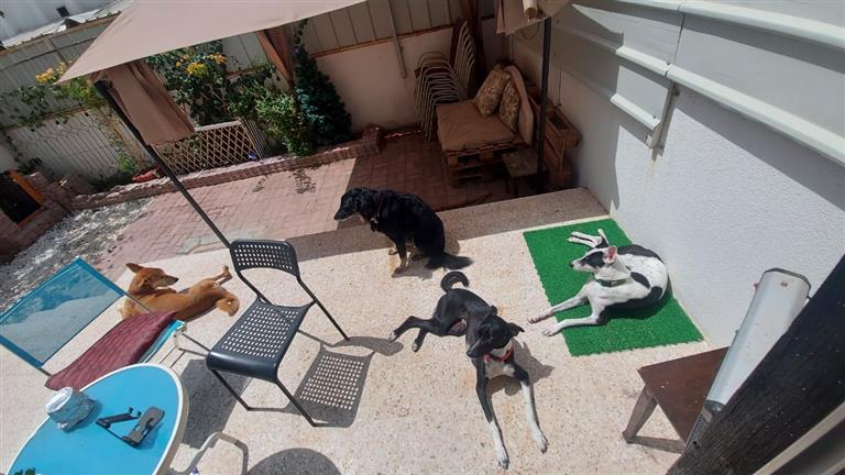Akanksha Dog boarding, Pet Boarding, Dog Walking and Pet Sitting.