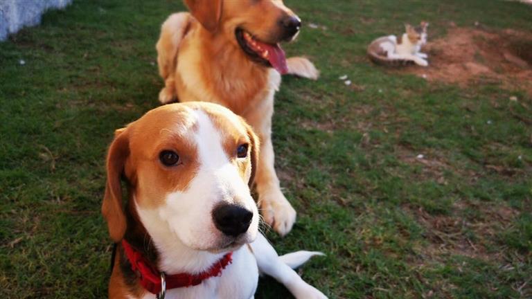 Mahima Dog boarding, Pet Boarding, Dog Walking and Pet Sitting.