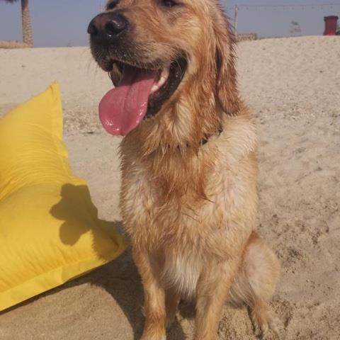 Mahima Pet hotel experience in real homes! 2