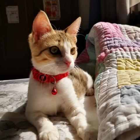 Mahima Pet hotel experience in real homes! 3
