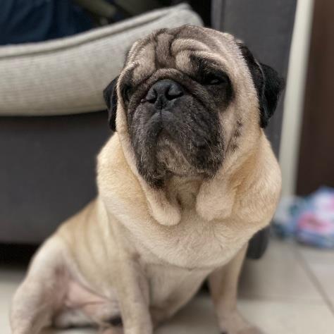 Prajakta Pet hotel experience in real homes! 2
