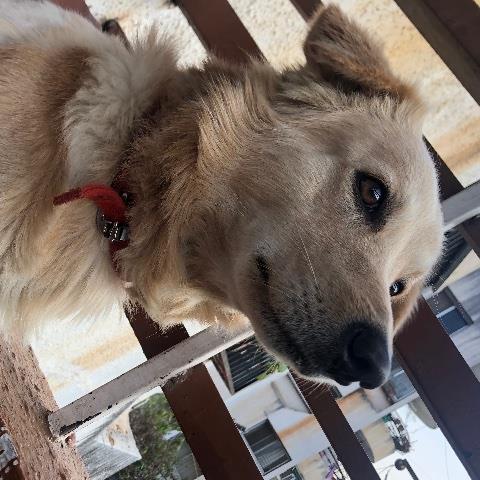 Prajakta Pet hotel experience in real homes! 3
