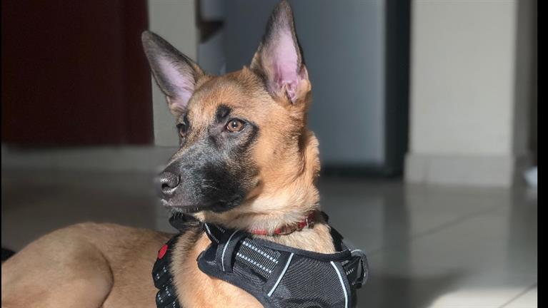 Prajakta Dog boarding, Pet Boarding, Dog Walking and Pet Sitting.