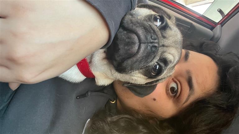 sara Dog boarding, Pet Boarding, Dog Walking and Pet Sitting.