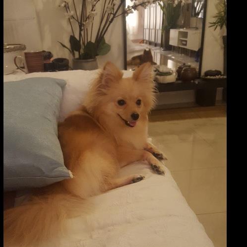 Lydia Pet hotel experience in real homes! 1