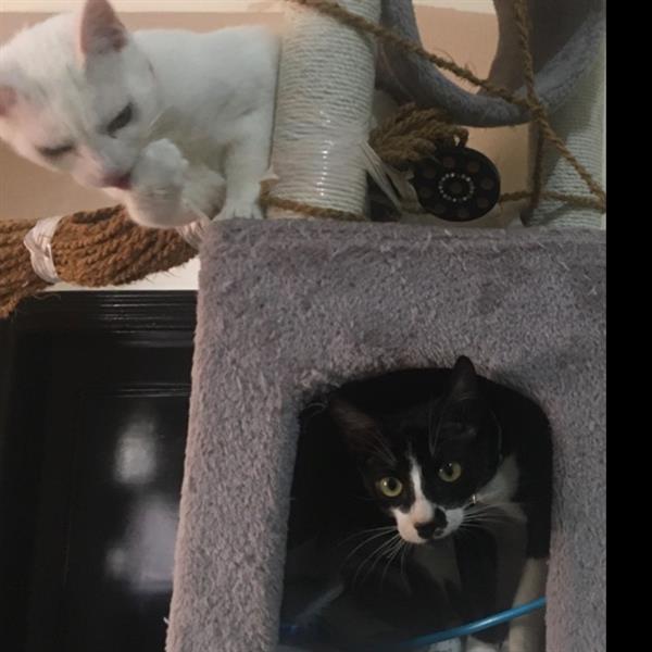 Milene  Pet hotel experience in real homes! 2