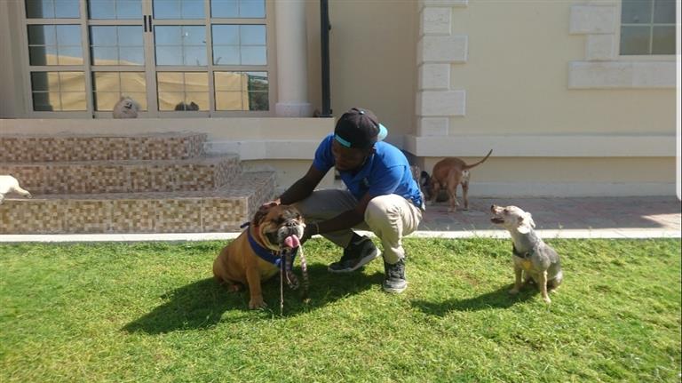 Emil Dog boarding, Pet Boarding, Dog Walking and Pet Sitting.
