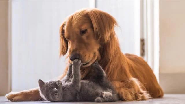 Latifa Dog boarding, Pet Boarding, Dog Walking and Pet Sitting.
