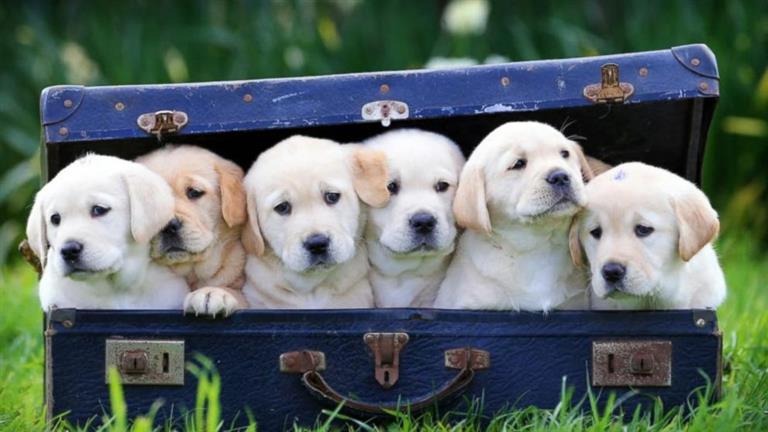 Mido Dog boarding, Pet Boarding, Dog Walking and Pet Sitting.