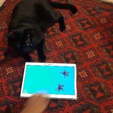 Priya Pet hotel experience in real homes! 4