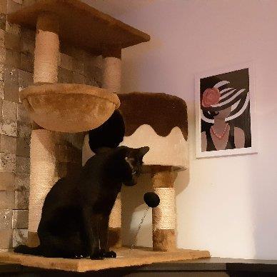 Priya Pet hotel experience in real homes! 5