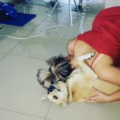 Christelle Pet hotel experience in real homes! 2